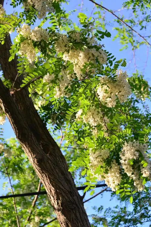 十七:槐树,槐花碎照