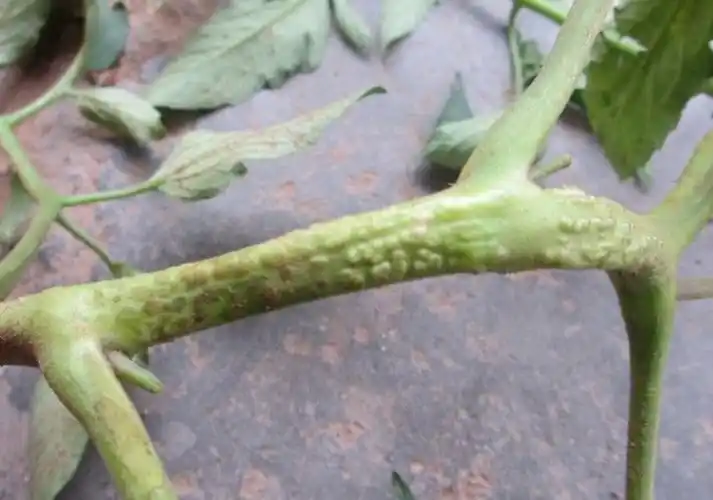 番茄溃疡病易发难治秋季大棚管理要重视