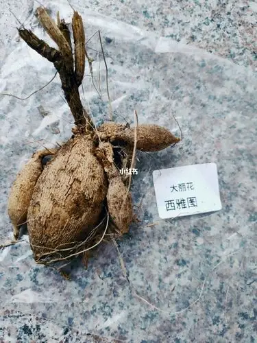 今天收到了团购的大丽花种球开开心心种起来