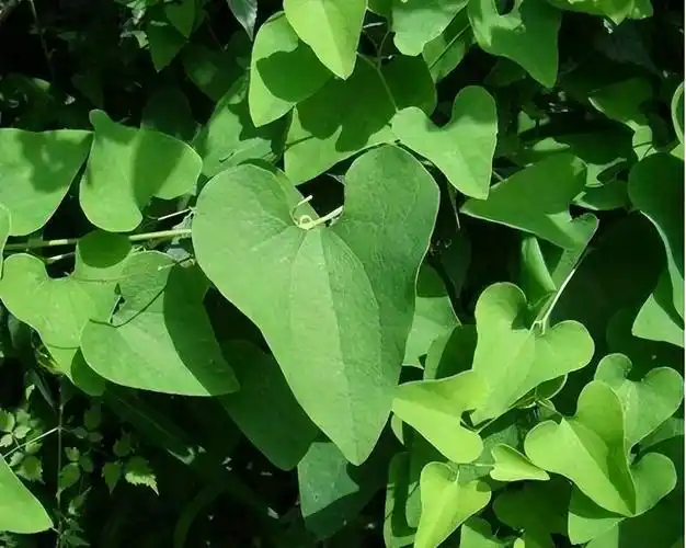 一,改善肠胃"青木香"