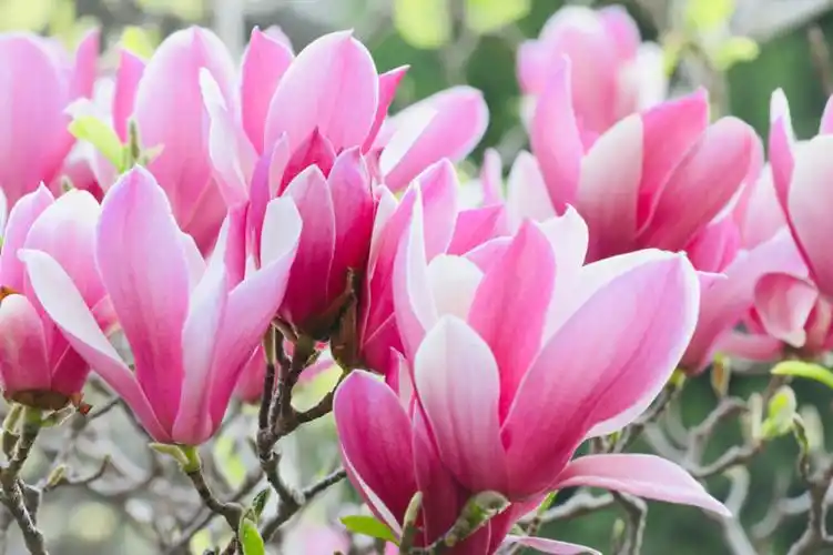 紫色玉兰花香味浓郁传四方