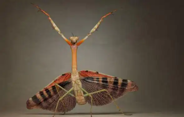 这只非洲螳螂以实际行动证明,面对镜头自己并不害羞