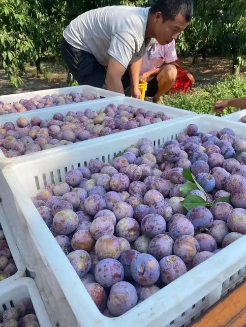 酸甜爽口,一掰离核的秋日"胭脂"脆红李,刷新你对李子的认知