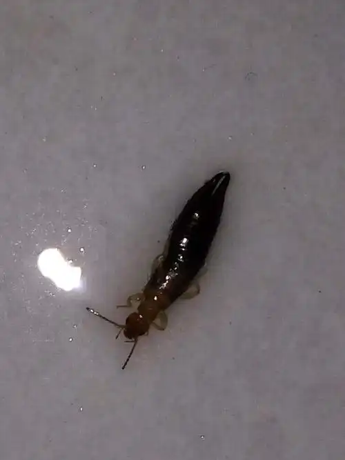 请问大家这是什么虫子,是蟑螂吗?我家有好多这种虫子,繁殖特别快.