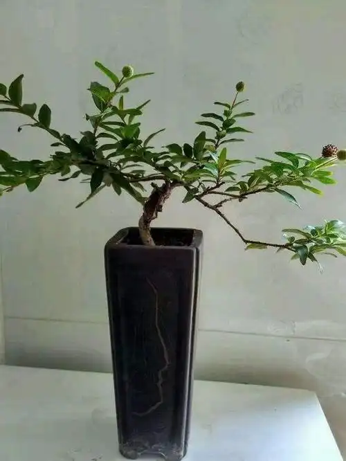 叶片苍翠枝条浓密水杨梅盆景养护简单观赏性强水杨梅枝条盆景