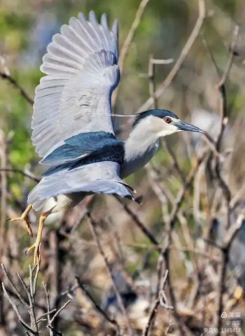 陪我一起去看鸟(二)夜鹭篇