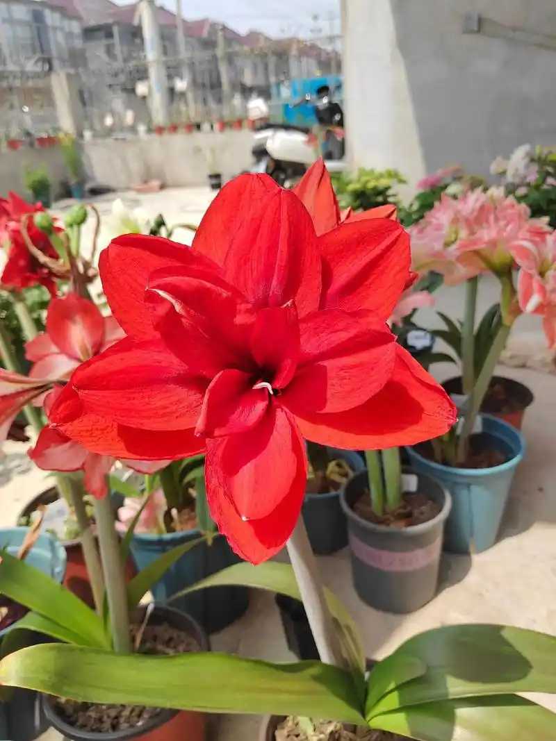 双王朱顶红.去年买的童话的开了三花箭,开出来的花一言难尽,现 - 抖音