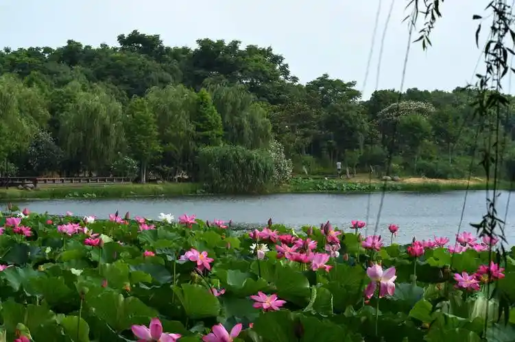 荷塘盛开的荷花 —-2019年6月傅爱军摄于江南大学