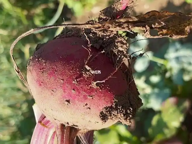 粗茶淡饭的田野最踏实