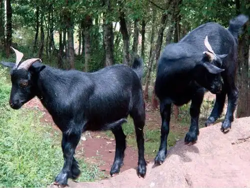 四川黑山羊/四川黑山羊种羊