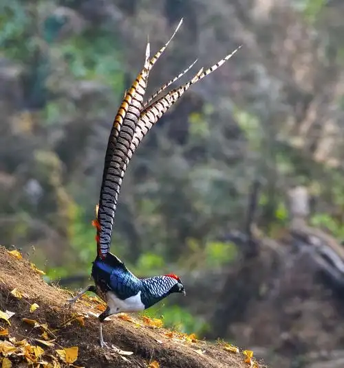 白腹锦鸡,红腹锦鸡.摄于2018年12月,河北平山.