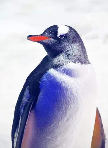 活泼可爱的企鹅