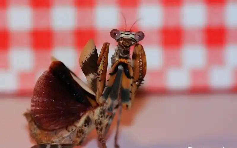 非洲芽翅螳螂吃皮了!