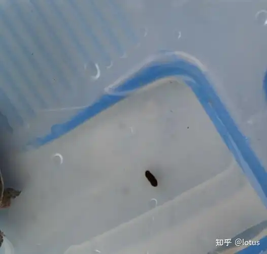 乌龟拉的屎是什么样子的? - 知乎