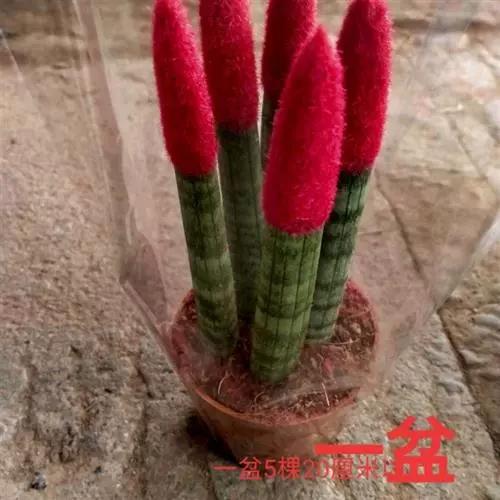 (推荐)花卉绿植佛前香牛角虎皮兰盆栽原盆原土办公室桌面常青