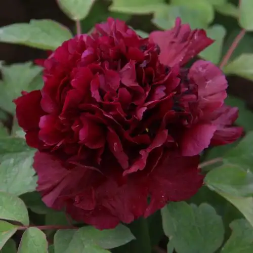 冠世墨玉菏泽牡丹花黑色系牡丹花苗庭院阳台盆栽包对版秋天发货