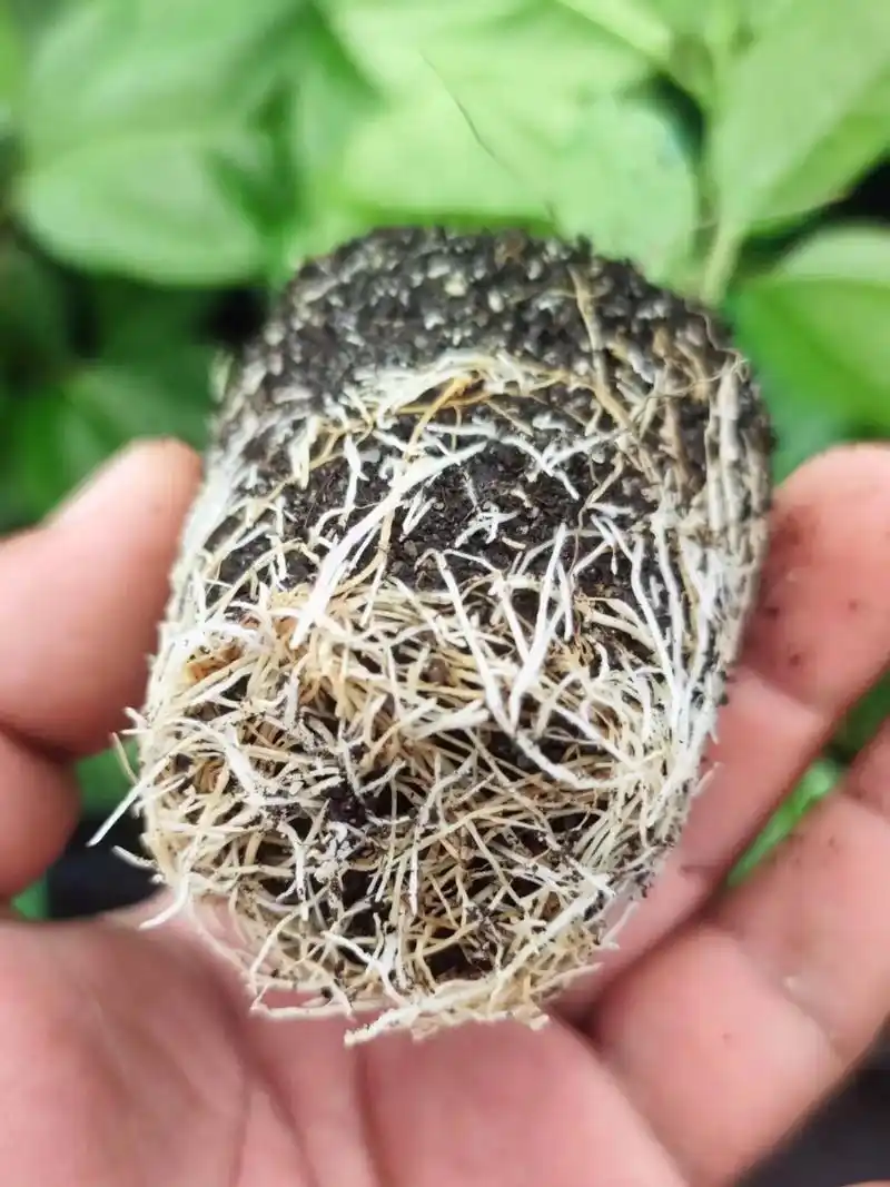 纯种钦蜜9号百香果苗.#图文热搜词创作任务 发现一个很搞笑的 - 抖音