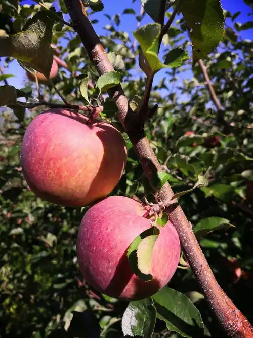 云南小凉山冰糖心苹果