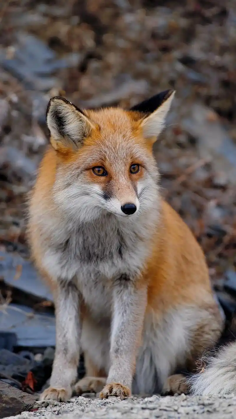 贡嘎雪山垭口的小狐狸 #一个人旅行 #狐狸 #野生动物零距离 - 抖音