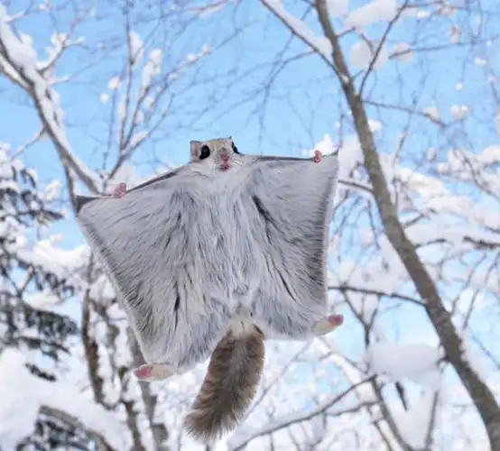 俄罗斯飞鼠也叫西伯利亚飞鼠眼睛大而醒目非常可爱被毛的翼膜展开时