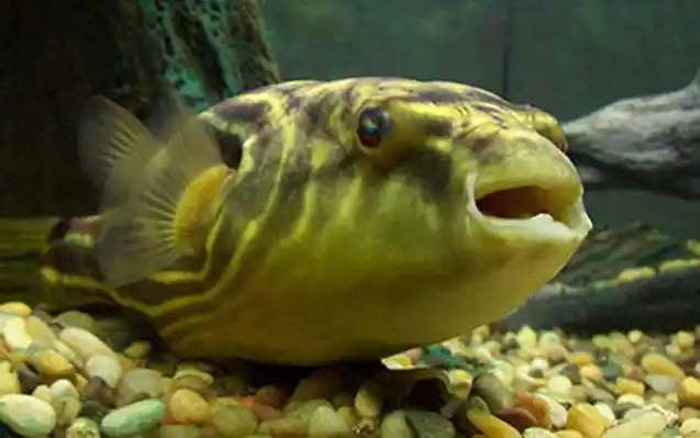 绿河豚是什么鱼?