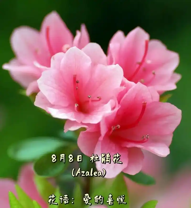 8月8日 杜鹃花 (azalea)花语:爱的喜悦  花占卜: - 抖音