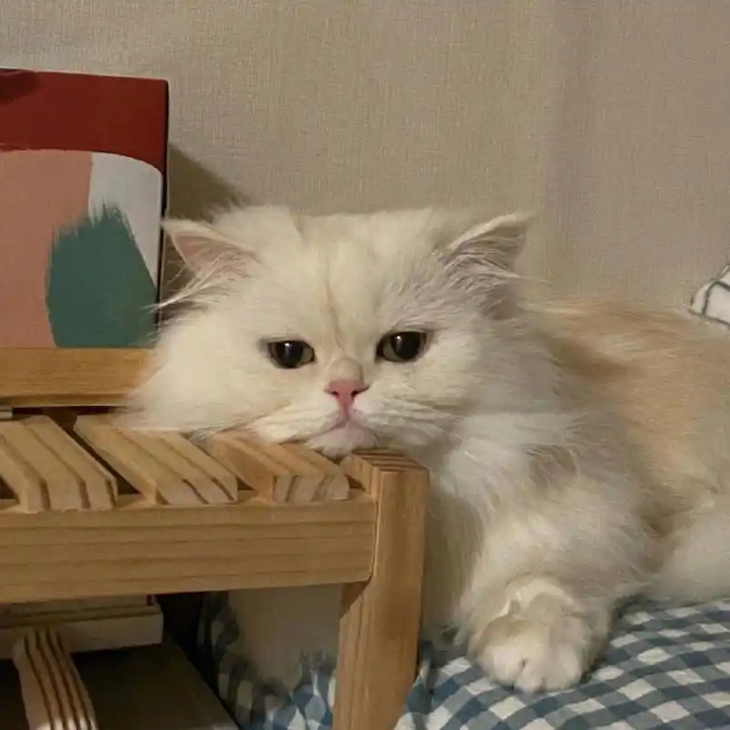 搞怪 奇葩 #搞怪头像# #头像分享# #可爱头像# #女生头像# #头像