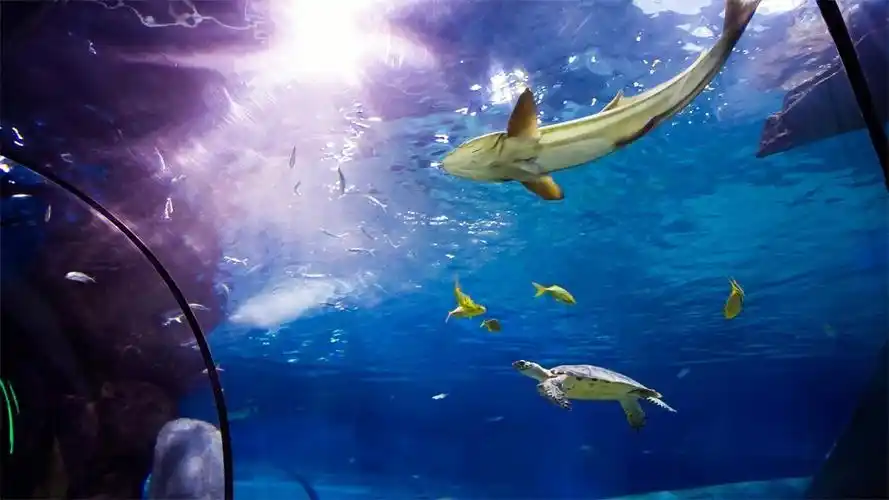 福州罗源湾海洋世界7周年庆