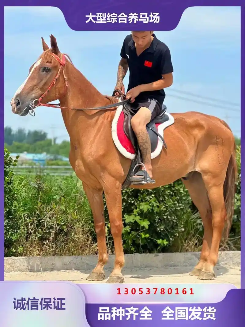 江苏扬州教学马出售.买马请到骏达养马场,本场马匹数量多,品种 - 抖音
