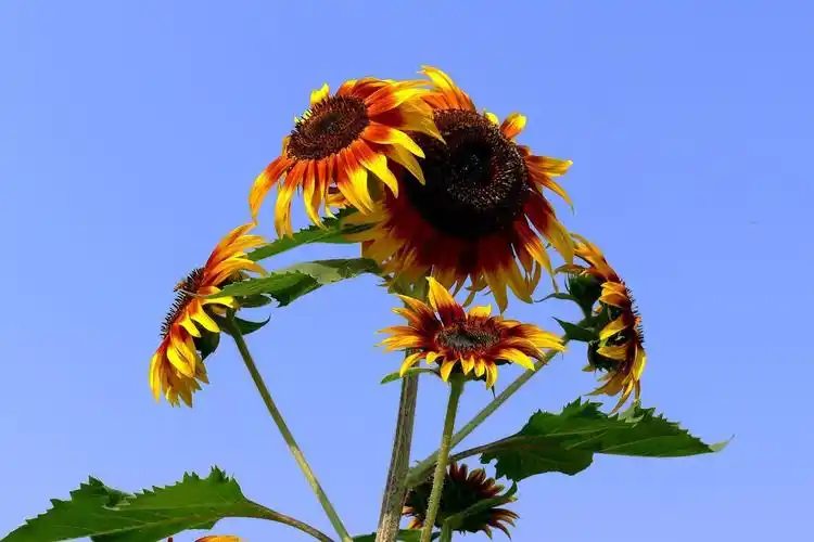 湖南省植物园向日葵主题花展