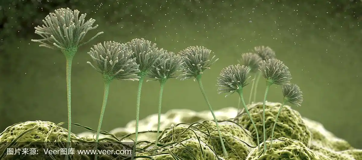 生长中的霉菌或霉菌真菌和孢子的显微图像- 3d插图