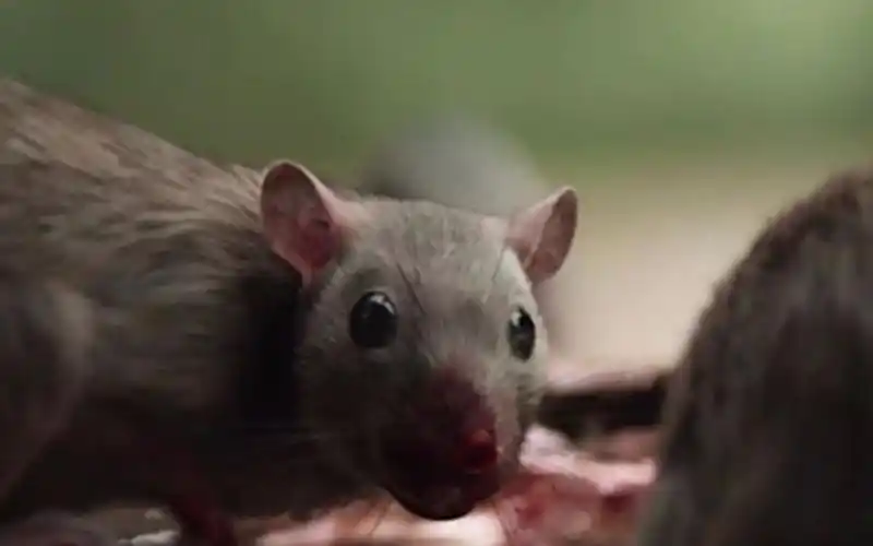 一部让人汗毛 倒立的惊悚片,食人鼠疯狂肆虐,最恐怖的原来是人心