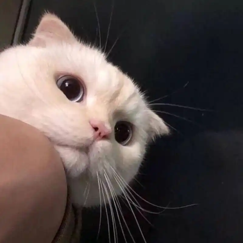 超级可爱猫咪头像 93侧头看暗中观察的可爱喵喵 90搞怪,穿衣小