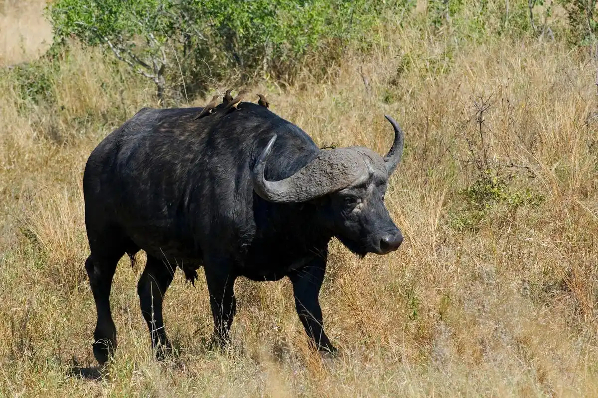 非洲野牛,性情暴躁,一种连狮子也不敢轻易招惹的存在.