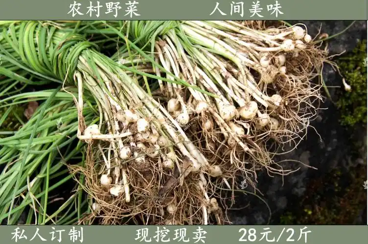野蒜头功效|野蒜头的功效|野蒜头副作用|的功效与作用 - 淘宝海外