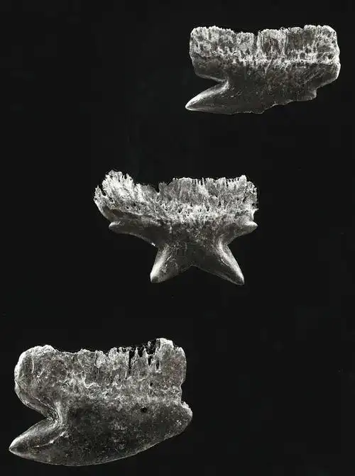 p>棘鲨(学名: i>echinorhinus brucus /i>)是棘鲨科,棘鲨属一种鲨鱼.