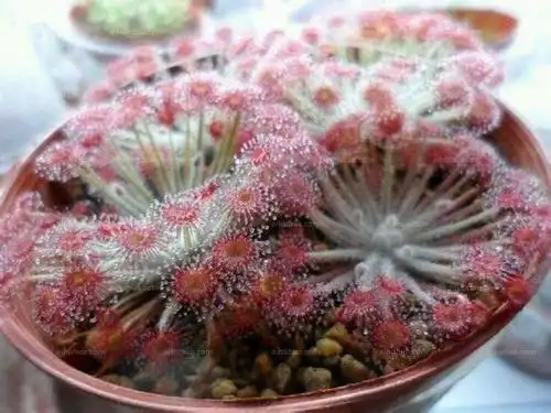 迷你茅膏菜图片