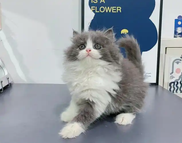 英长蓝白正八长毛妹妹找家长