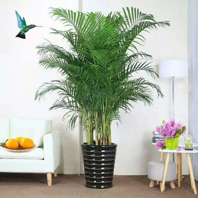 散尾葵叶尖干枯照这个方法散尾葵全年绿油油