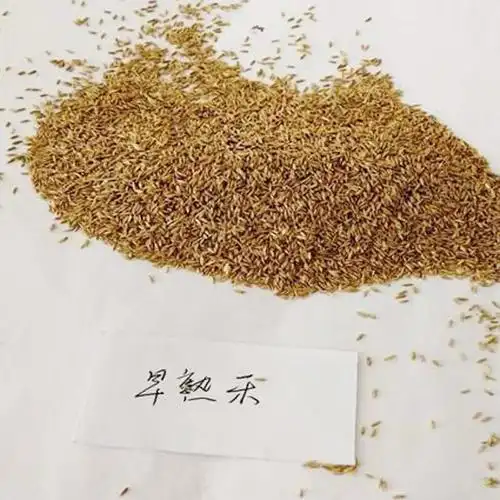 草坪种子矮生四季常青草坪籽庭院别墅绿化专用耐践踏早熟禾种子1斤