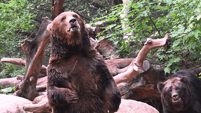 400_225gif 动态图 动图