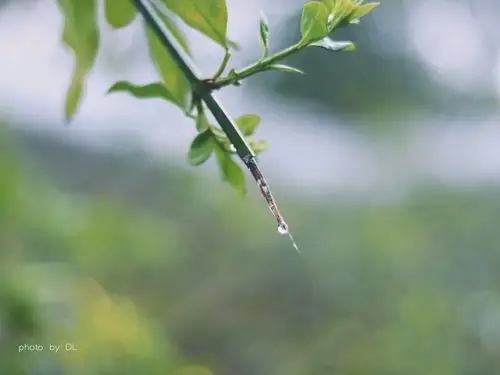 [春·雨天]青翠欲滴的模样_lomo_poco摄影,春天,春雨,玉兰花