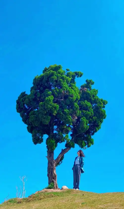 我会变成一颗大树为你遮风挡雨