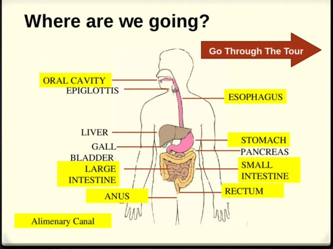 oral cavity esophagus liver stomach gall bladder gall bladder