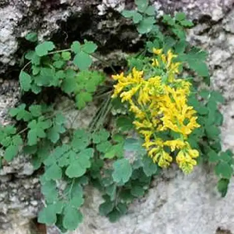 石缝中的"土黄连",山上不常见,看到别忽视,带回家有大用