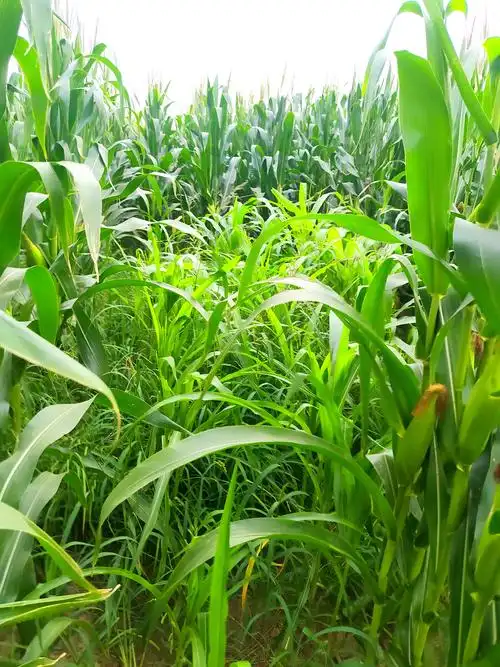 玉米田里的杂草,德州二十四节气植物.