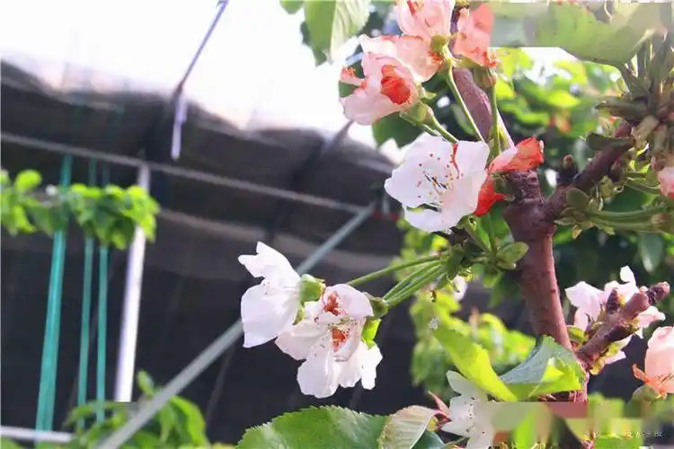 樱桃花开授粉忙 福山区回里镇大棚樱桃花开正浓