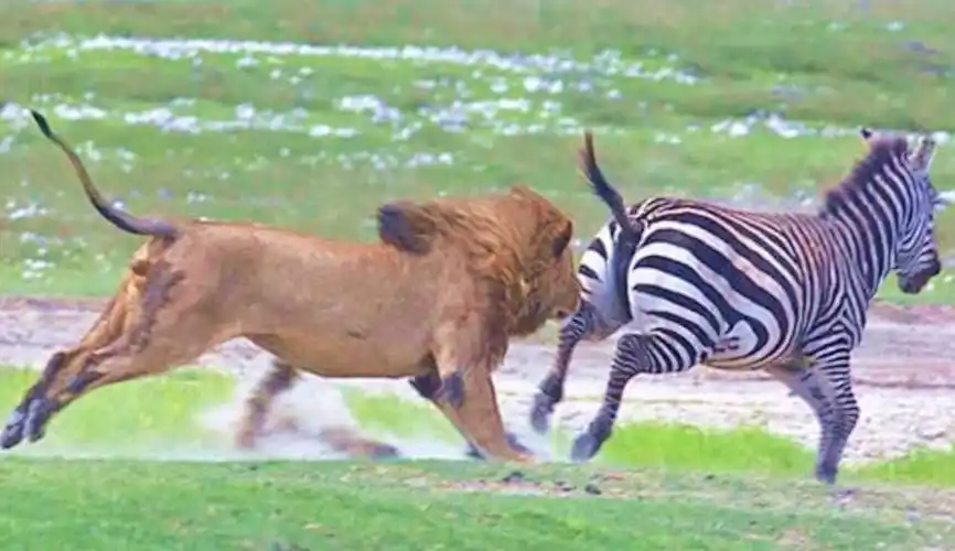 百兽之王狮子捕杀斑马生擒水牛镜头拍下全过程