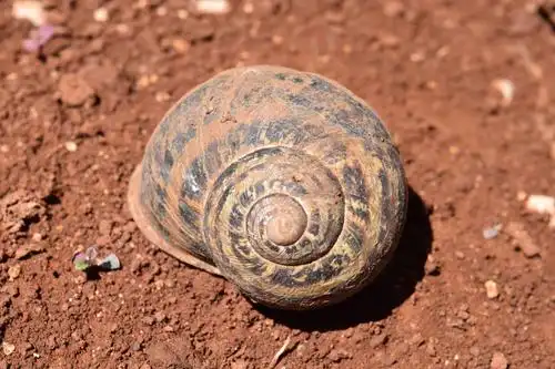 土壤, 自然, 自然, 腹足类, 蜗牛, 动物, 无脊椎动物