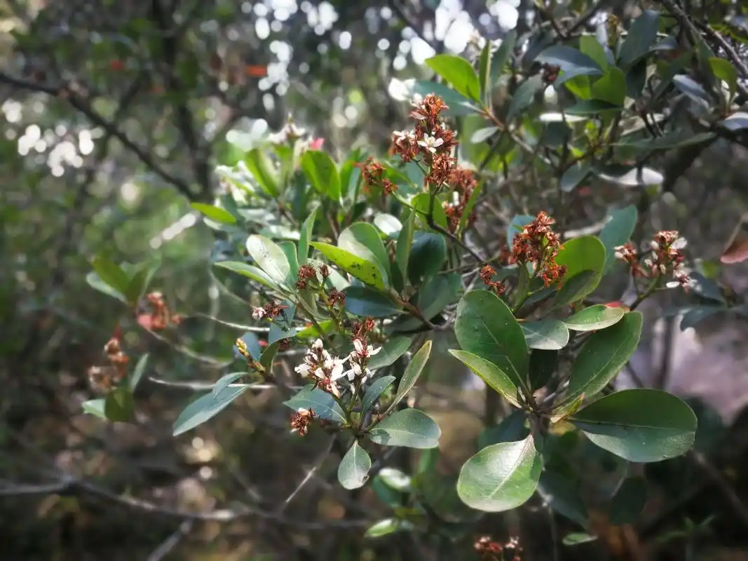 厚叶石斑木,你熟悉却不熟悉学名的植物,可观花观果,木质巨坚韧